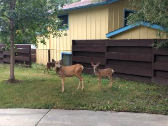 thumbs/deer-in-backyard-of-cristinas-house.jpg.jpg